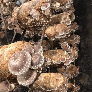 Shiitake Mushroom Kit
