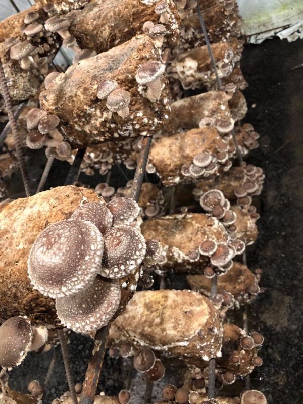 Shiitake Mushroom Kit