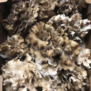 Fresh Mushrooms
