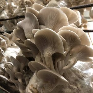 Oyster Mushroom Kit