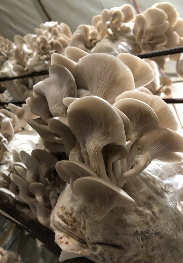 Oyster Mushroom Kit