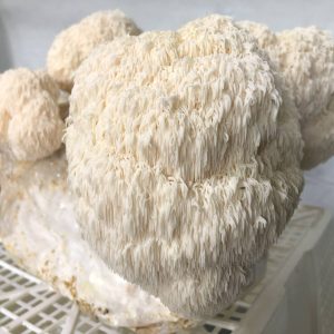 Lion's Mane Mushroom Kit