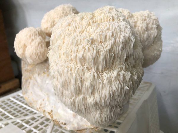 Lion's Mane Mushroom Kit