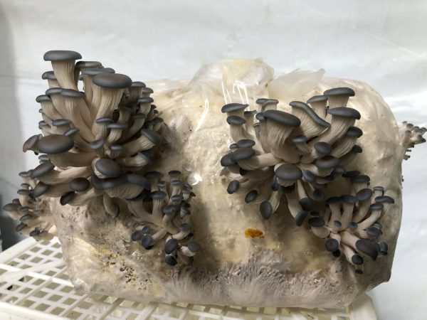 Blue Oyster Mushroom Kit